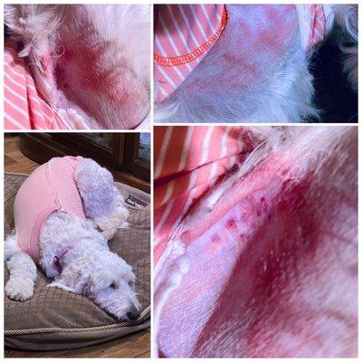 Razor rash from spay/hernia repair surgery performed at Mast Blvd Pet Hospital