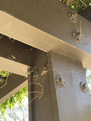 Cob webs that weren't removed