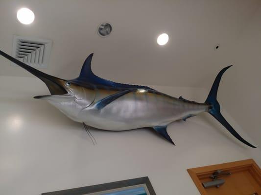 Big fish on the wall :o