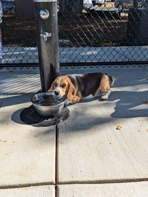 Someone bought a bowl for the dogs