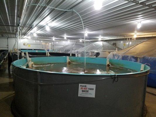 Sustainable shrimp farming in Indiana