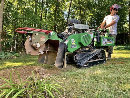 We offer professional stump grinding services! We can even replant new trees and shrubs!