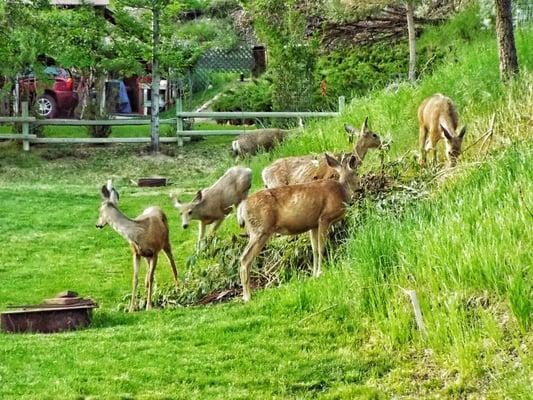 Deer browsing in our "backyard" at Pine Near.