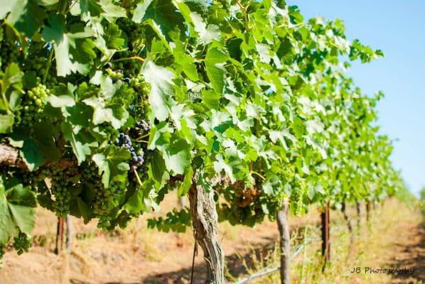 Syrah growing on vines