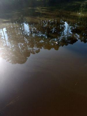 Wetlands Park