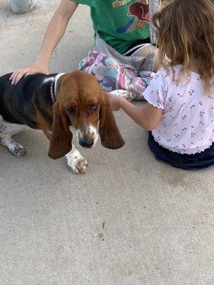 A little girl grabbing Harper's paw without asking. She didnt even flinch