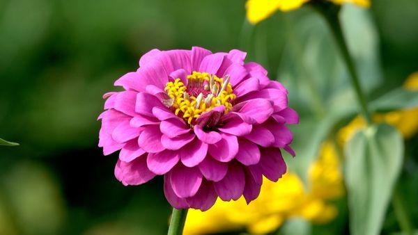 We also have you-pick zinnias available to cut in the field.