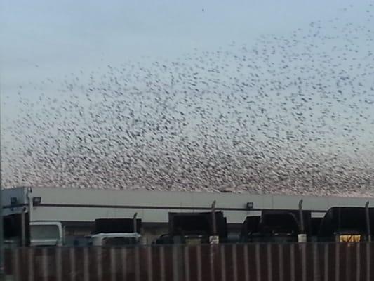 Sacramento birds swarming at I80 + Harbor Blvd.