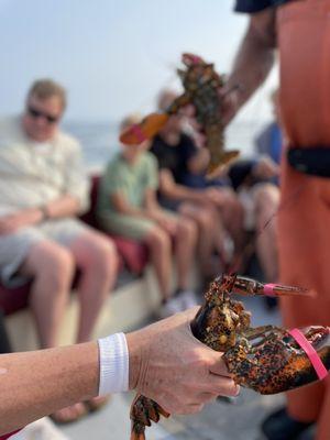 Rugosa Lobster Tours