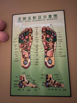 foot echo schematic drawing