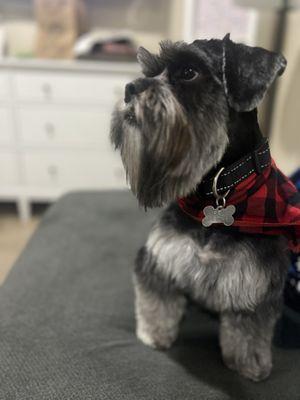 Firu his a 2yr old schnauzer shih tzu mix.