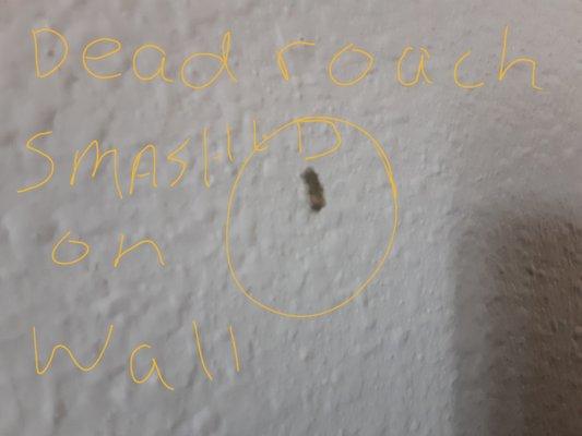 Smashed roach on wall