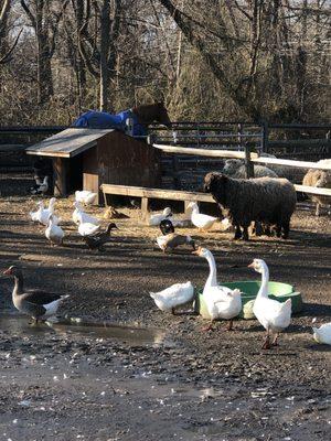 Makinajian Poultry Farm