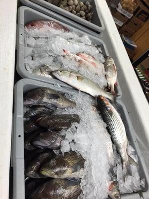 black sea bass and mullet