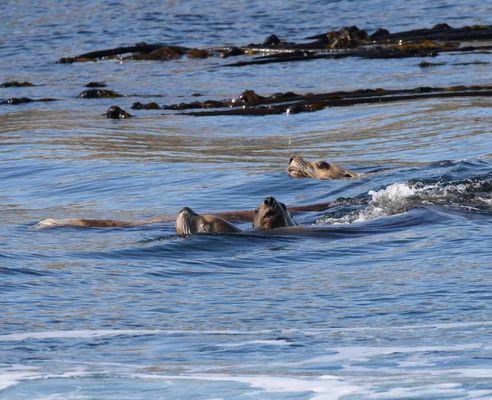 Stellar Sea Lions spotted!