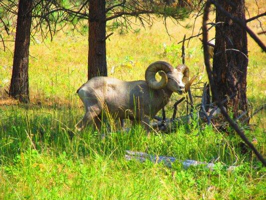 Wow. Look at the size of this bighorn ram on Wild Horse Island. He is one of many on the island and so fun to see in their habitat.