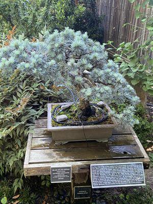 Blue Atlas Cedar Bonzai