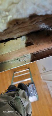 Mice droppings found in attic during inspection.