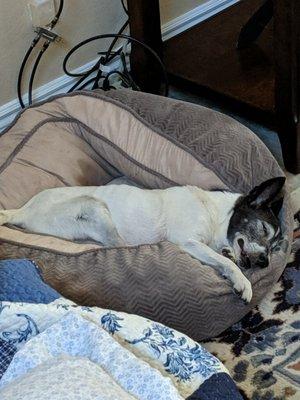 Val our 14 1/2 year old Jack Russell mix.