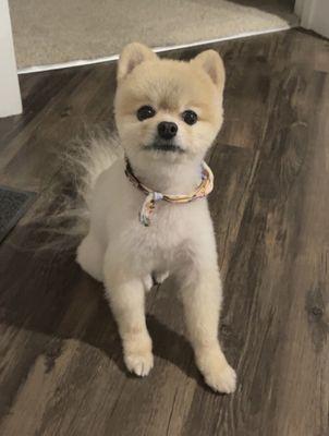 Chewee with his new haircut  done by Chelsea