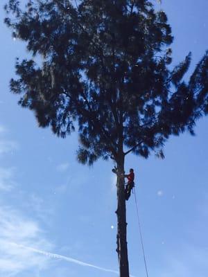 Quick, Safe and efficient tree removals! Free Estimates!!