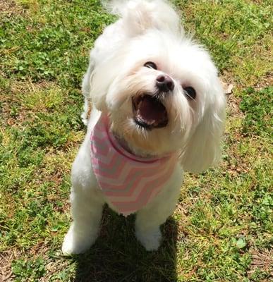 Brandie says "Thanks" to Doggie Day Spa for her new haircut, bath, and she loves her new pink bandana!!!  Amanda does an awesome job!!