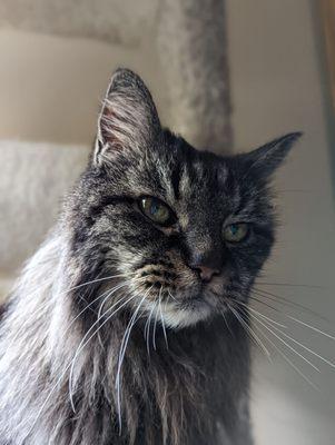 Our 20-year-old beautiful boy.  Run free little Booboo