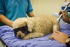 Veterinary Laser Therapy