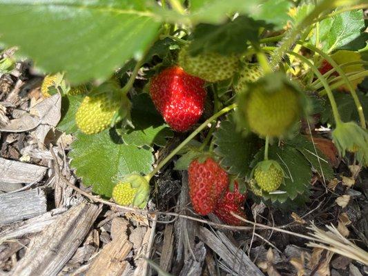 Fresh strawberries in the garden