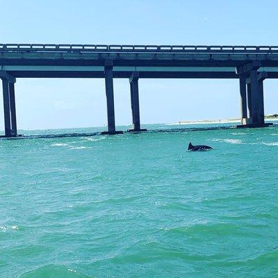 The boat gets you very close to the dolphins.