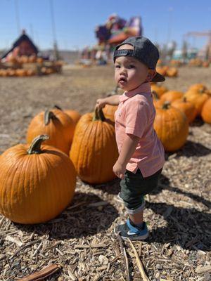 Pumpkin patch