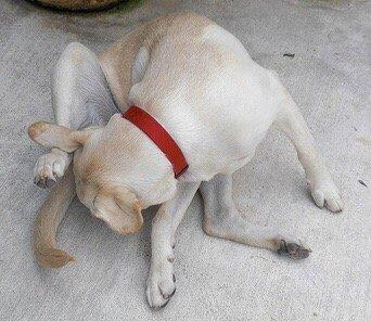 My dog licking his own ass rather then eating golden wheel food.