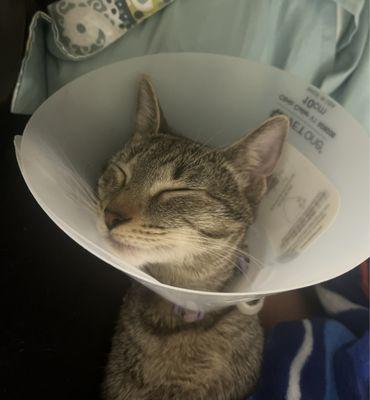 My Mia got spayed.