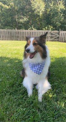 My Sheltie, Toby, after his haircut with Laynie!