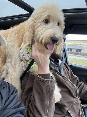 On our way home after our first grooming!