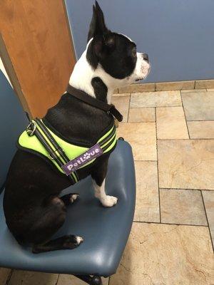 Xena waiting to meet her new vet