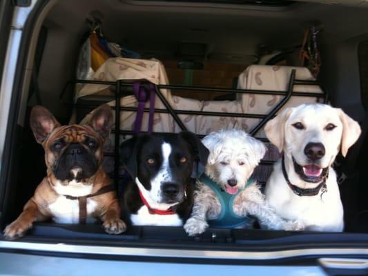 Cousteau, his best friend Duma, Duke & Buster:)