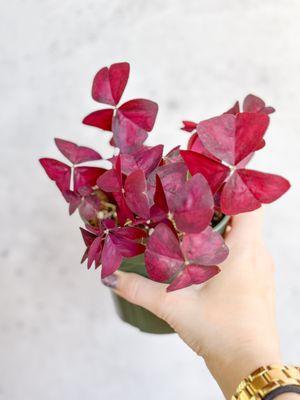 Oxalis Purple