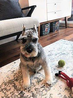 Stuart, Schnauzer with tongue out.