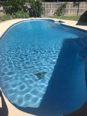 Pool remodel - new quartz plaster and tile with a sea turtle mosaic