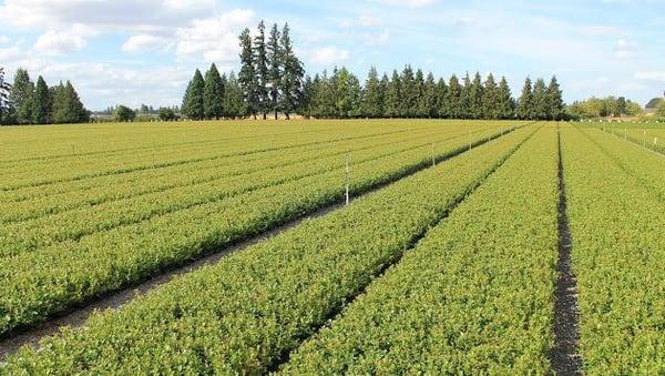 Near Silverton Oregon on the rich Willamette Valley soil, Oregon Blueberry Farms and Nursery retains 30 acres of premium blue...