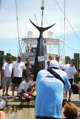 Only 108 Days until the Big Rock Blue Marlin Fishing Tournament! #JustAddWaterToYourLifestyle #BigRockBlueMarlinTournament