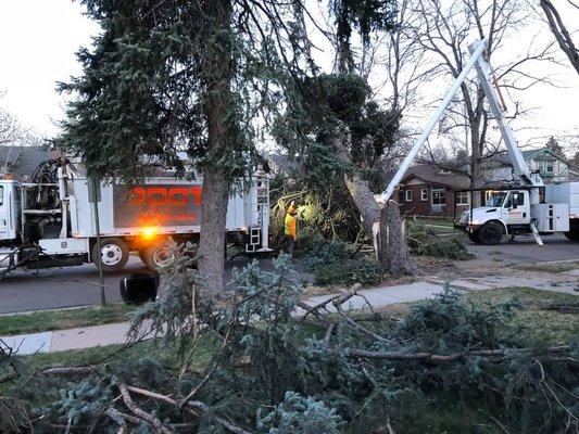 Emergency work for Denver Forestry