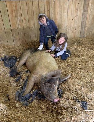 The rescued pig-  they are huge bc they're overfed to the point they're handicapped but this one was rescued after it escaped.