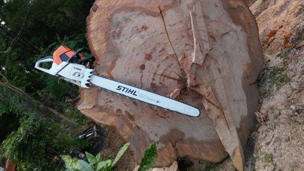 This chain saw has a 48" bar on it looks smaller on 84" tree right