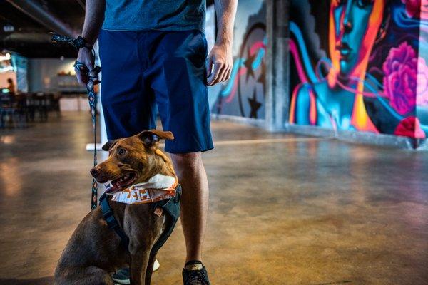 Taproom is pet friendly and spacious with a big screen projector and multiple TVs.