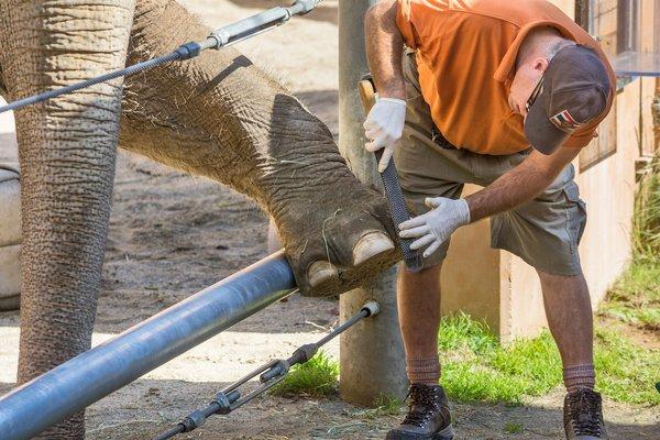 Elephant Training and animal care demonstration daily (except Tuesdays and Thursdays) at 11 a.m. lazoo.org/elephants