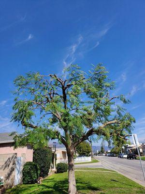 Freshly trimmed jacaranda