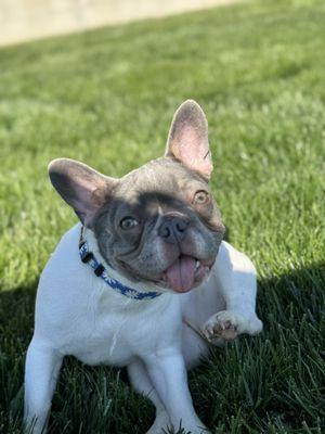 Mia is a big fan of puppy playtime!