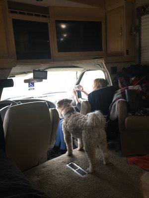 Max (our dog) watching the animals play. The goats were jumping and butting heads